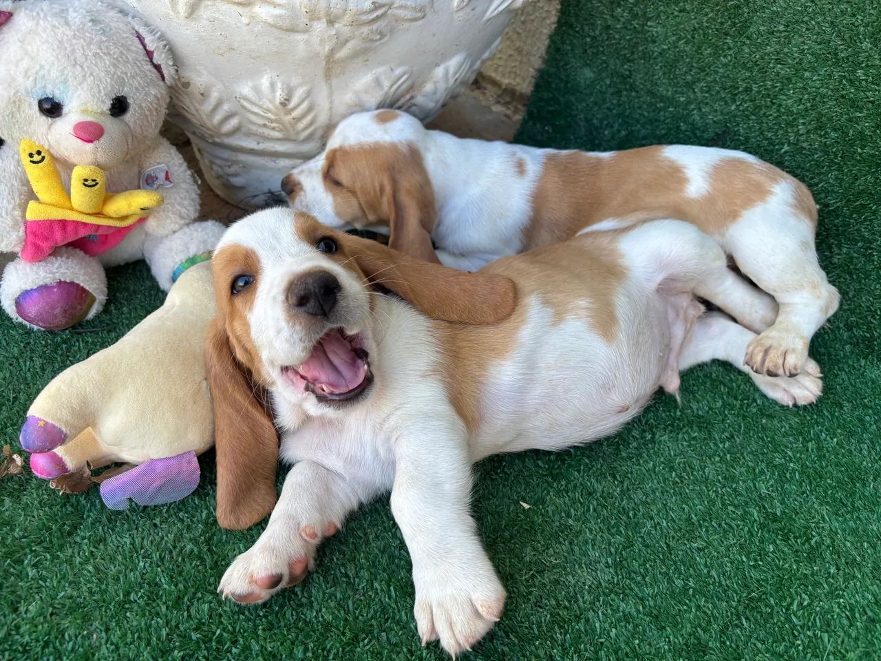 Basset hound  - Foto 4