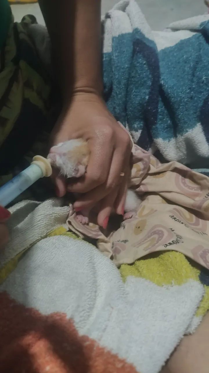 Preciso urgente de mãe de leite - Foto 3