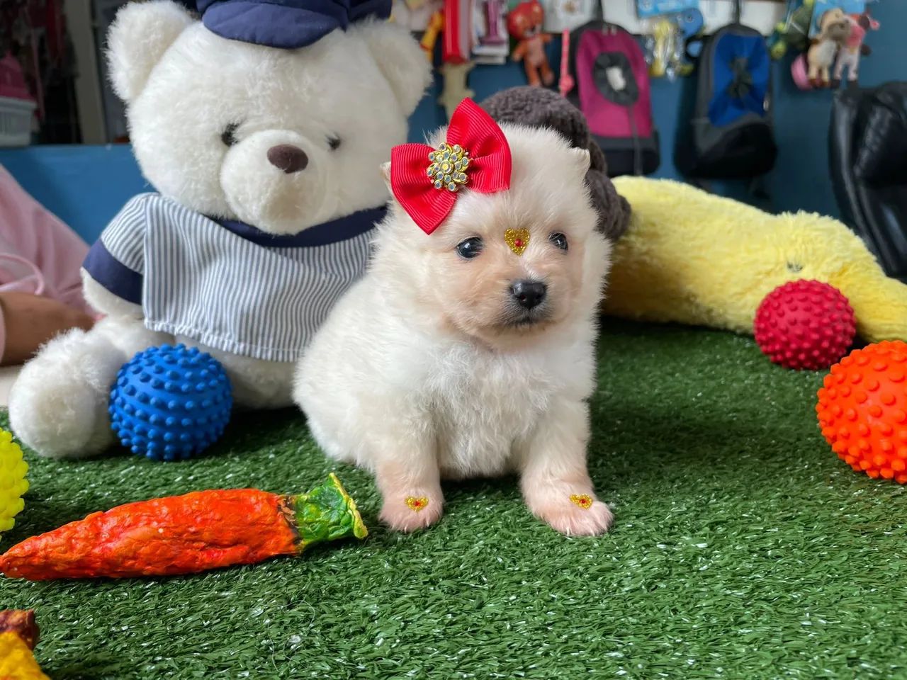 Spitz alemão fêminha 