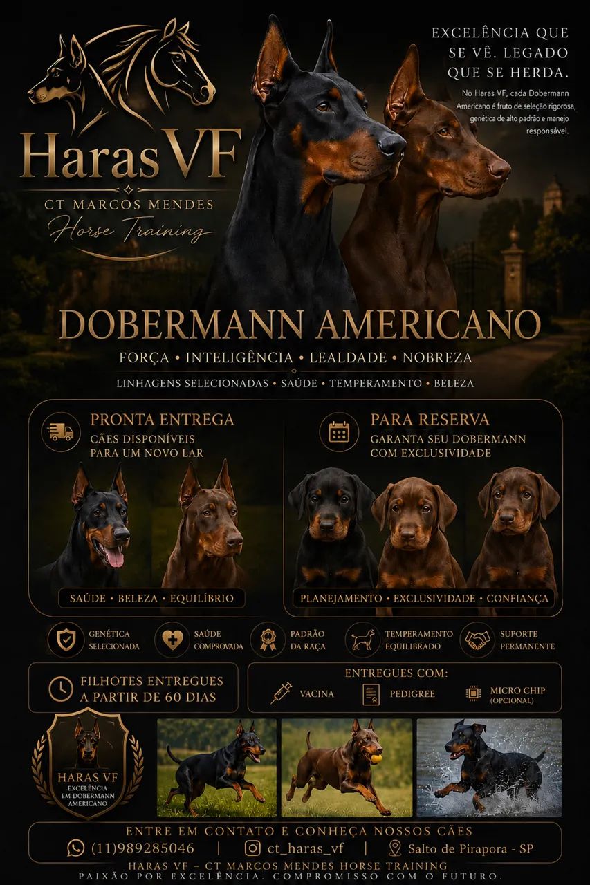 Dobermann Americano 
