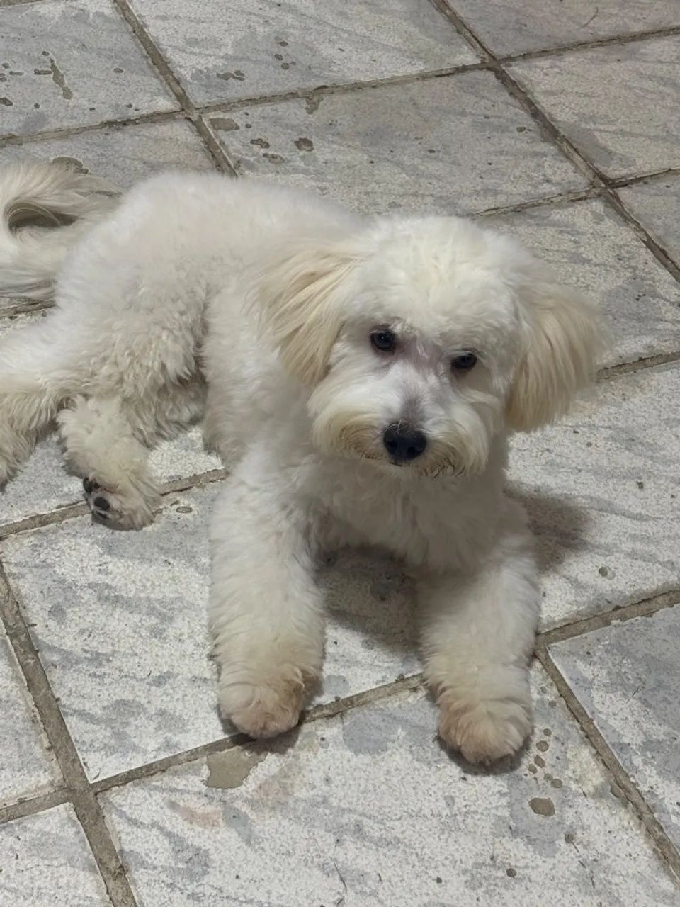 Vende-se cachorro poodle