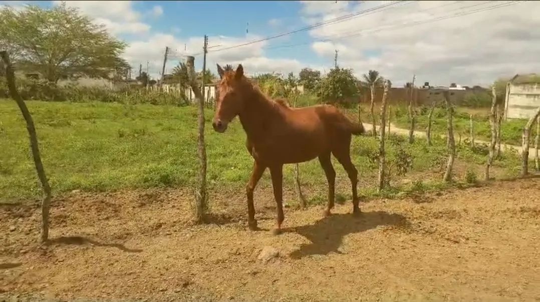 VENDO CAVALO