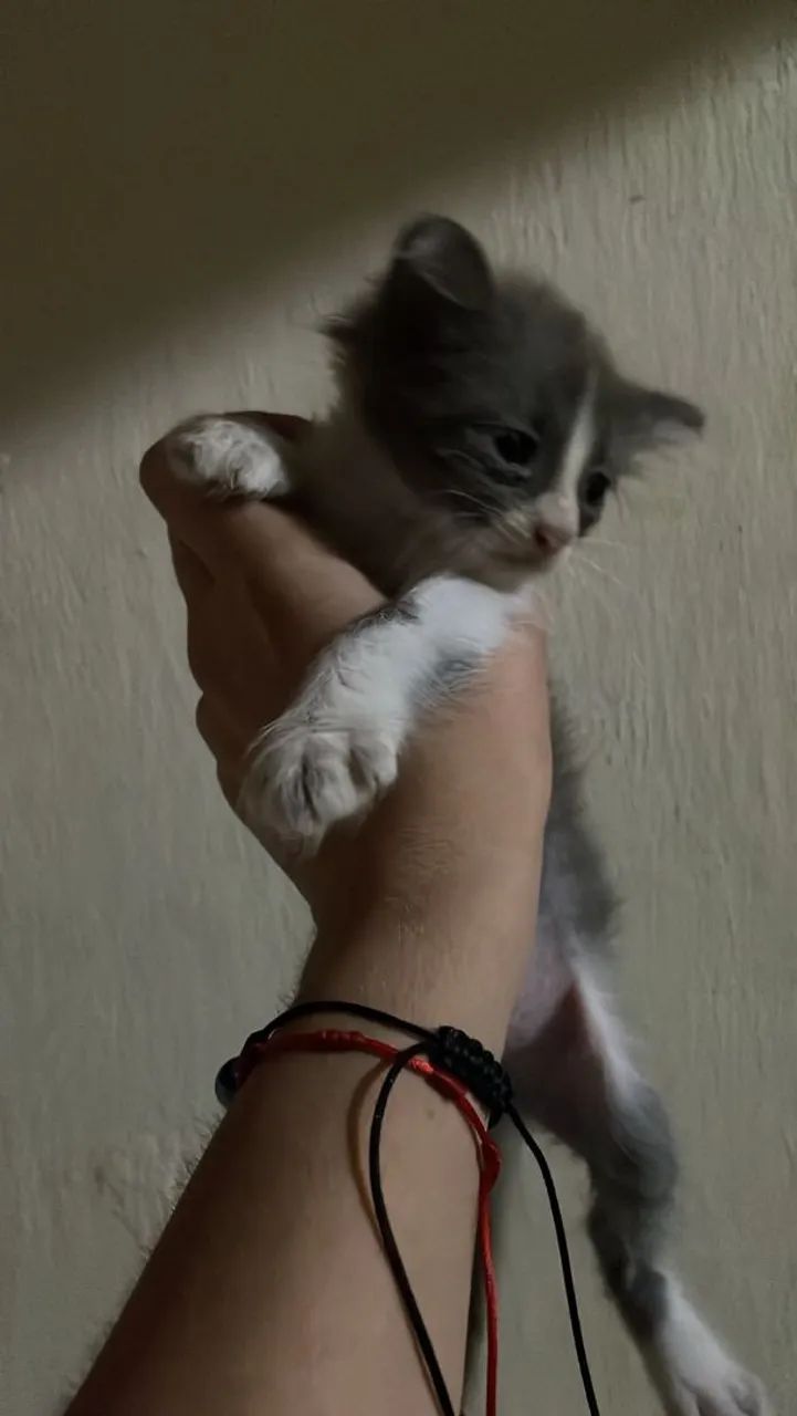 Filhote para doação gatinha - Foto 3