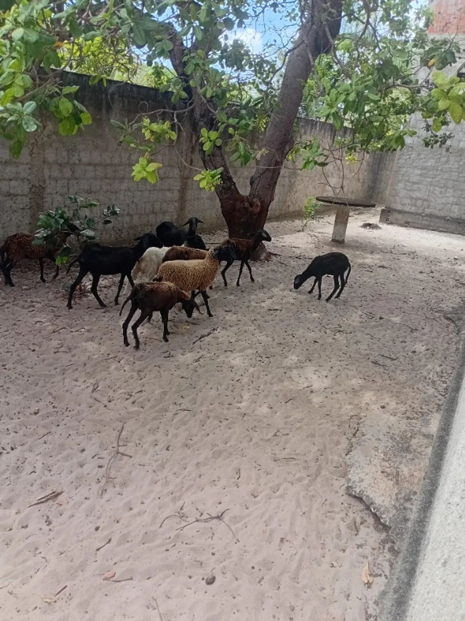 Excelente ovelhas e carneiro  - Foto 5