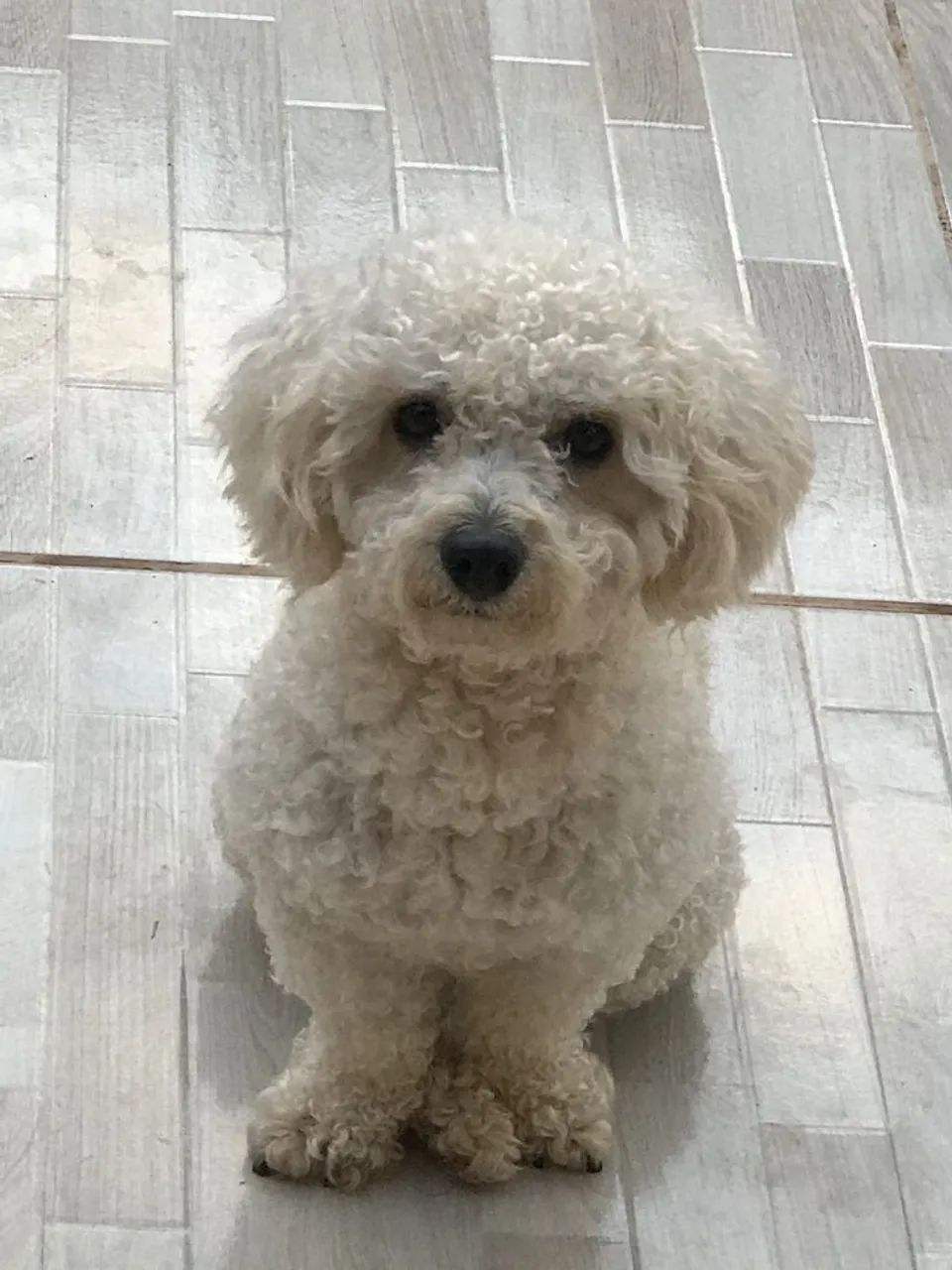 Poodle Toy - Foto 3