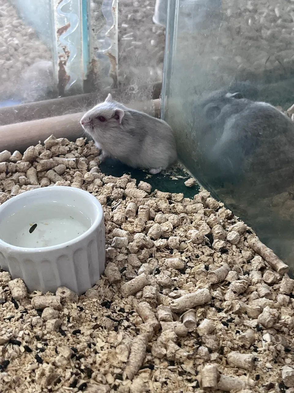 Hamster anão russo  - Foto 3