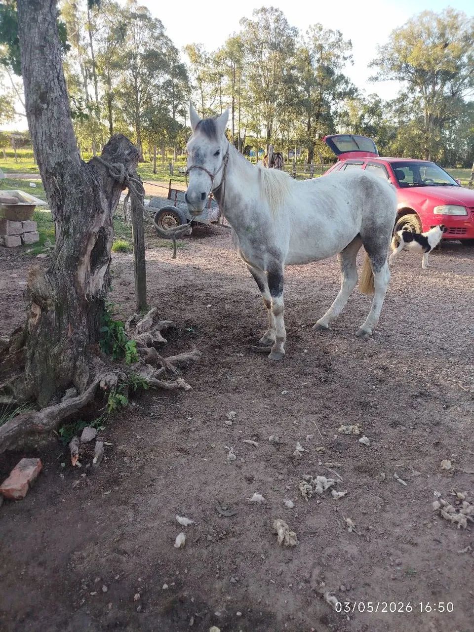 Cavalo domado manso de montaria whats * - Foto 3