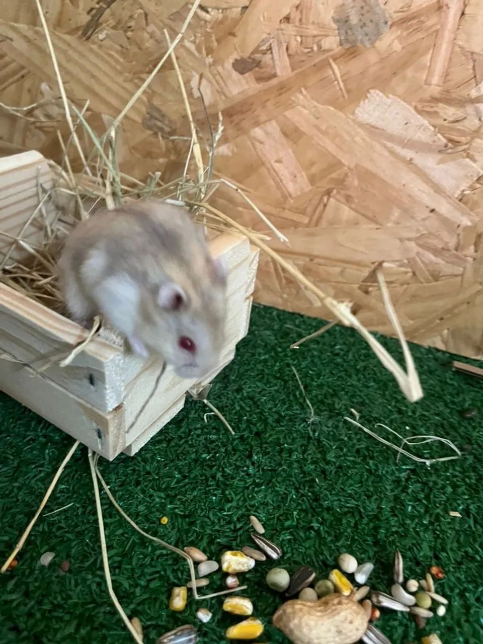 Rato e Hamster 482679753226342404