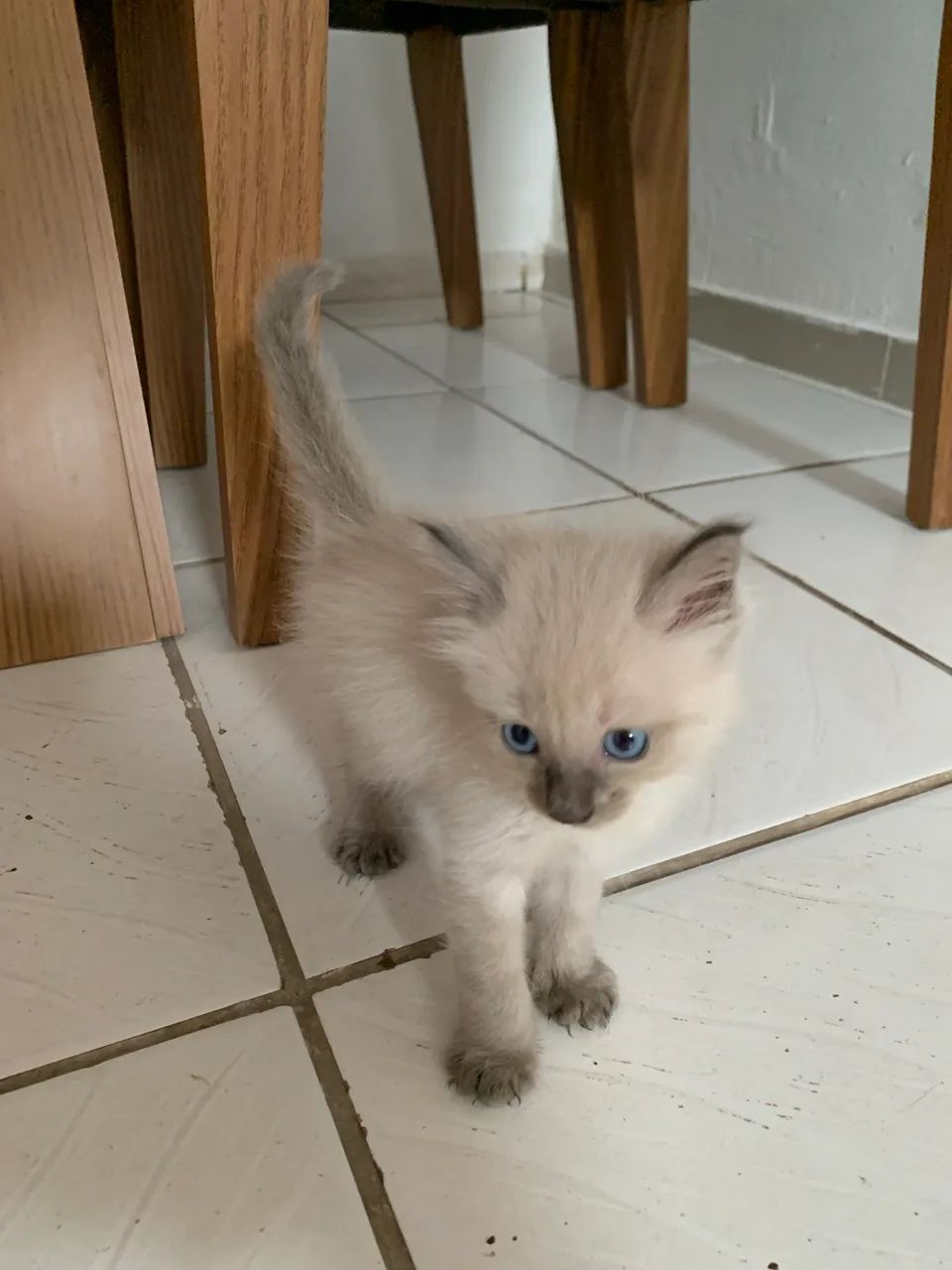 Doasse gatinha, com 1 mês e meio de vida - Foto 3