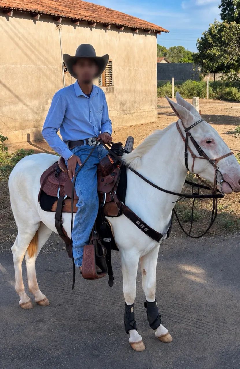 VENDO BURRO DE PATRÃO 