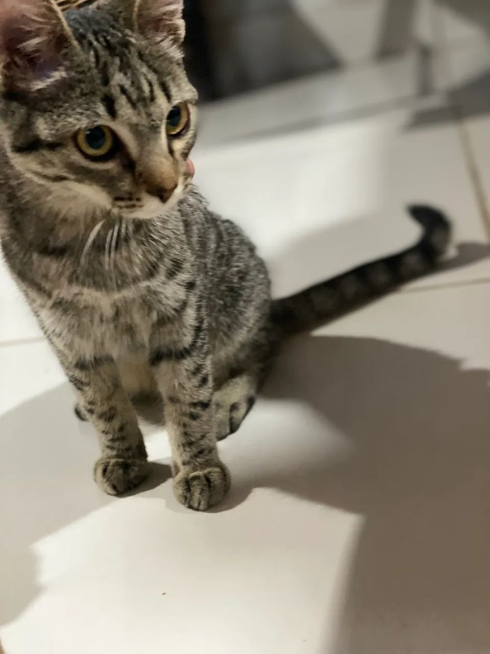 Gatinha pra adoção responsável  - Foto 2