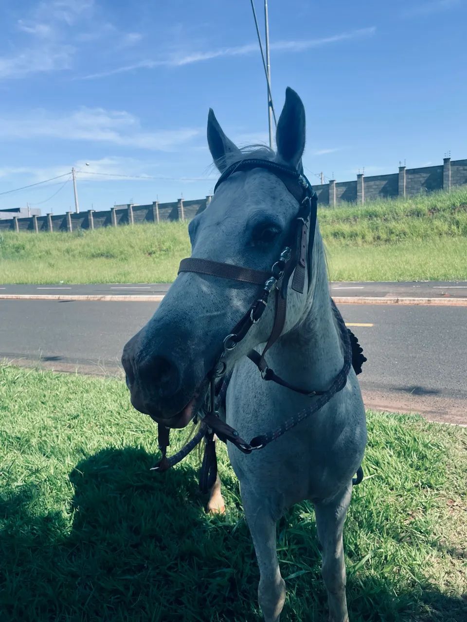 Vendo cavalo Quarto de milha  - Foto 2