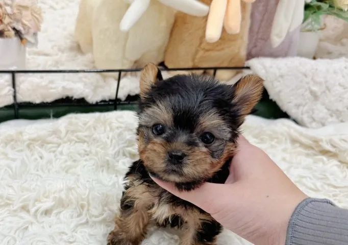 Filhote de cachorro yorkshire micro dócil e muito saudável
