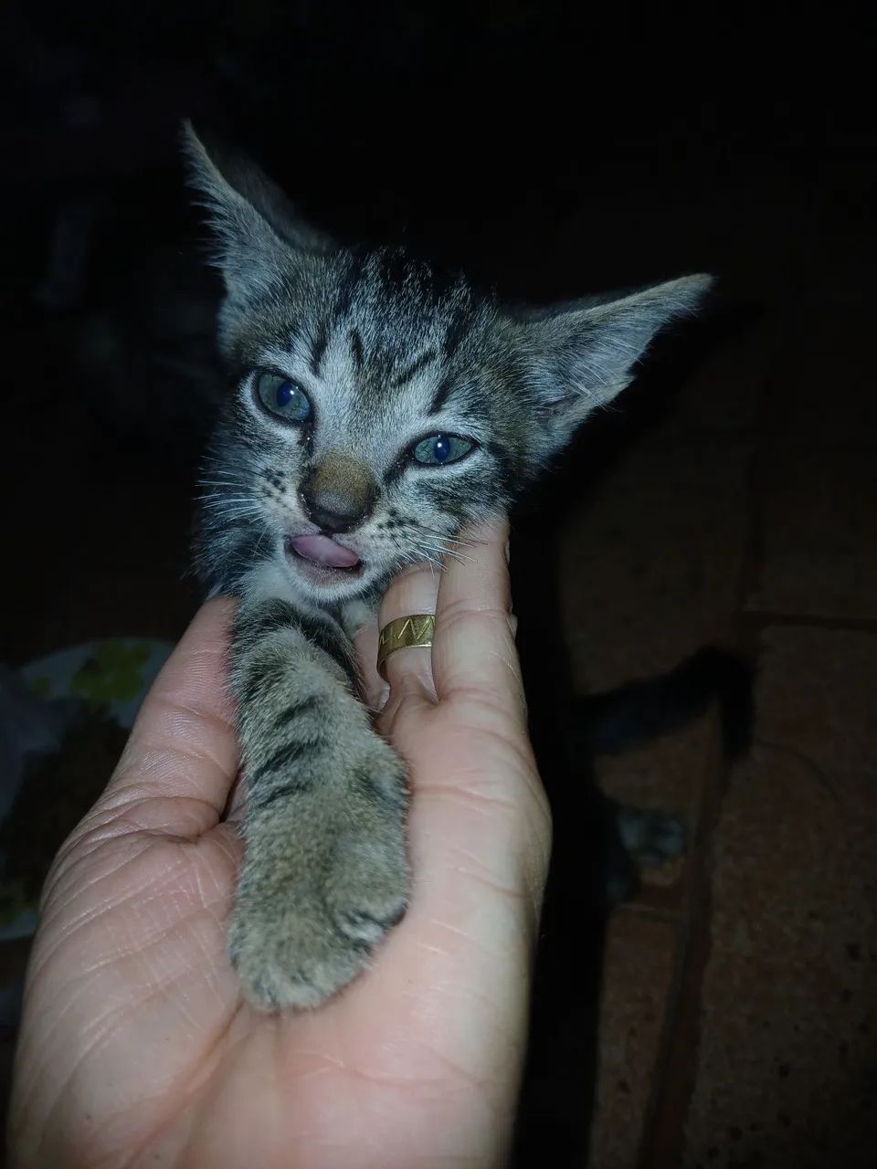 Doação Gatinhos - Foto 2