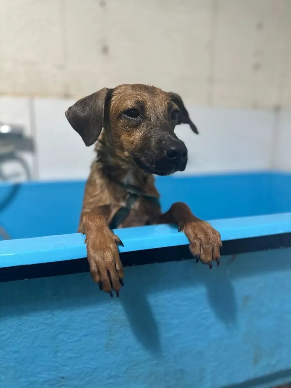 Doa-se cachorro filhote