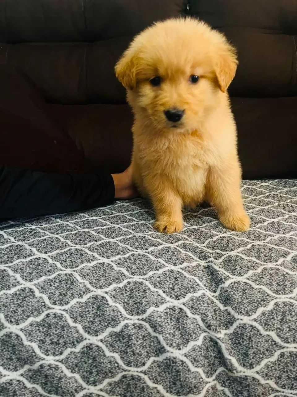 Golden Retriever  - Foto 2