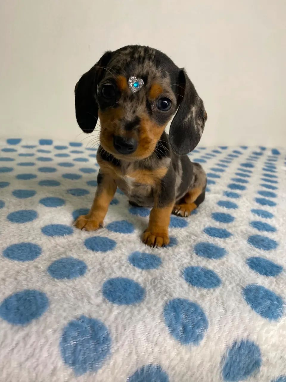 dachshund salsichinha  - Foto 4