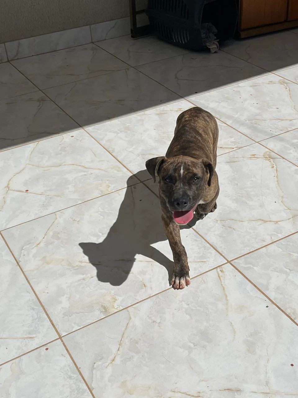 Doação pitbull 