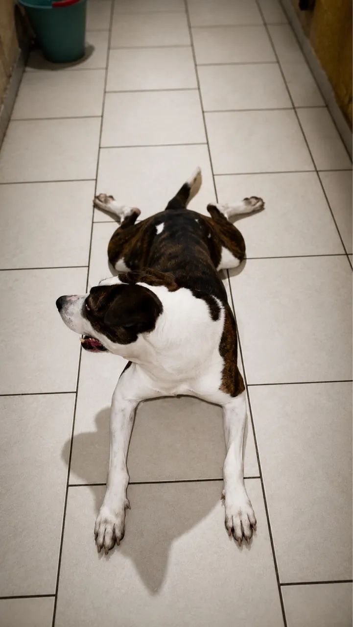 Doação de cachorro - Foto 2