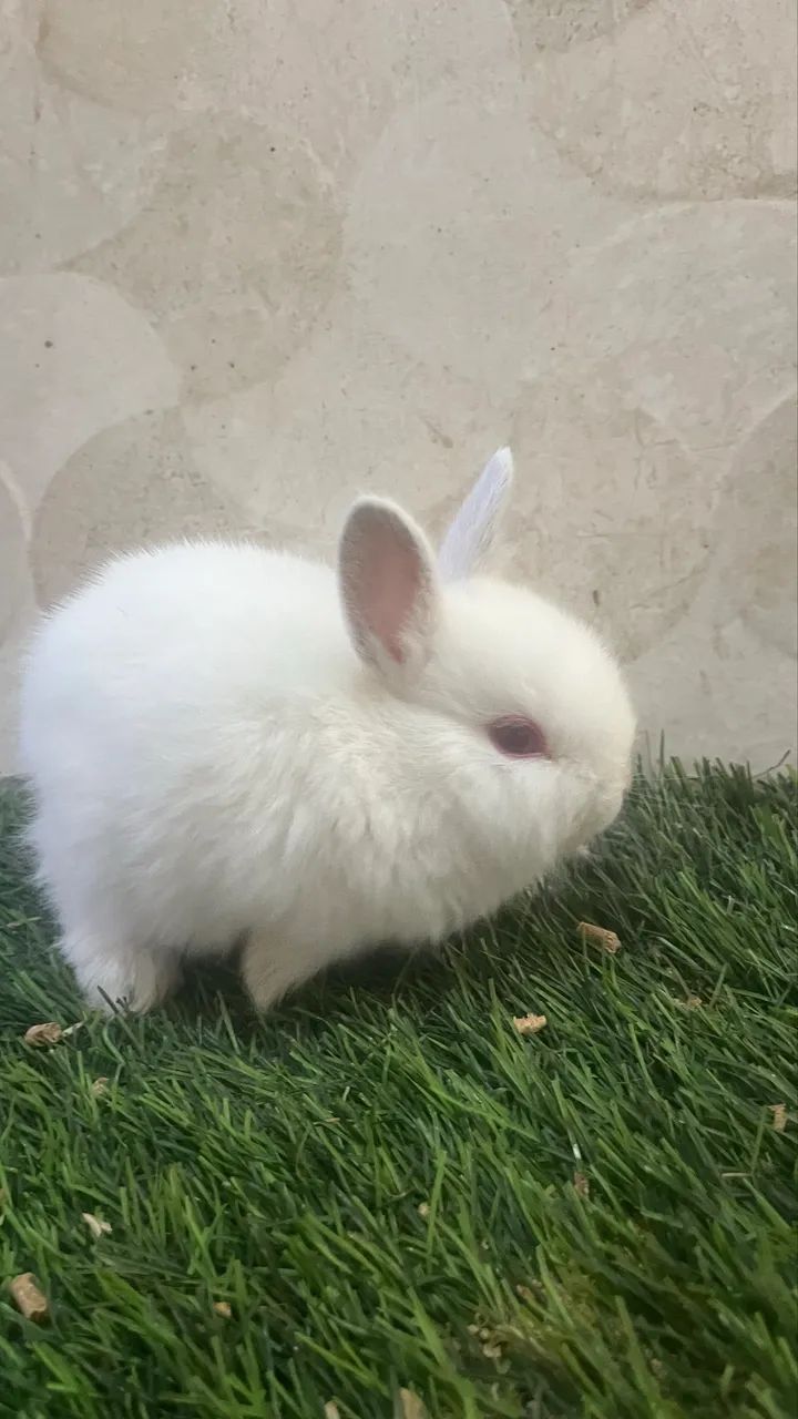 Mini Netherland Dwarf - Foto 2