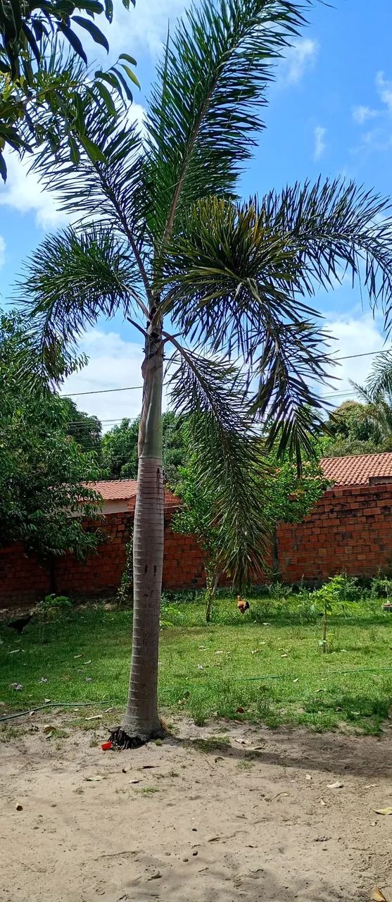 Plantas - Foto 5
