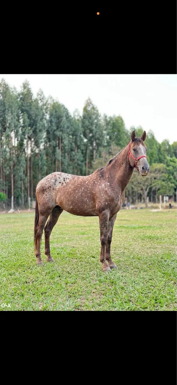 Cavalo QM 