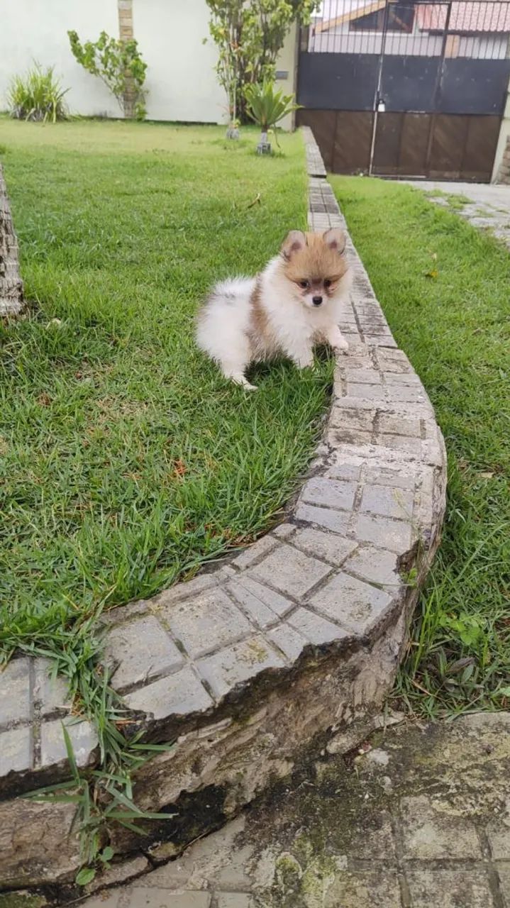 Spitz alemão - Foto 2