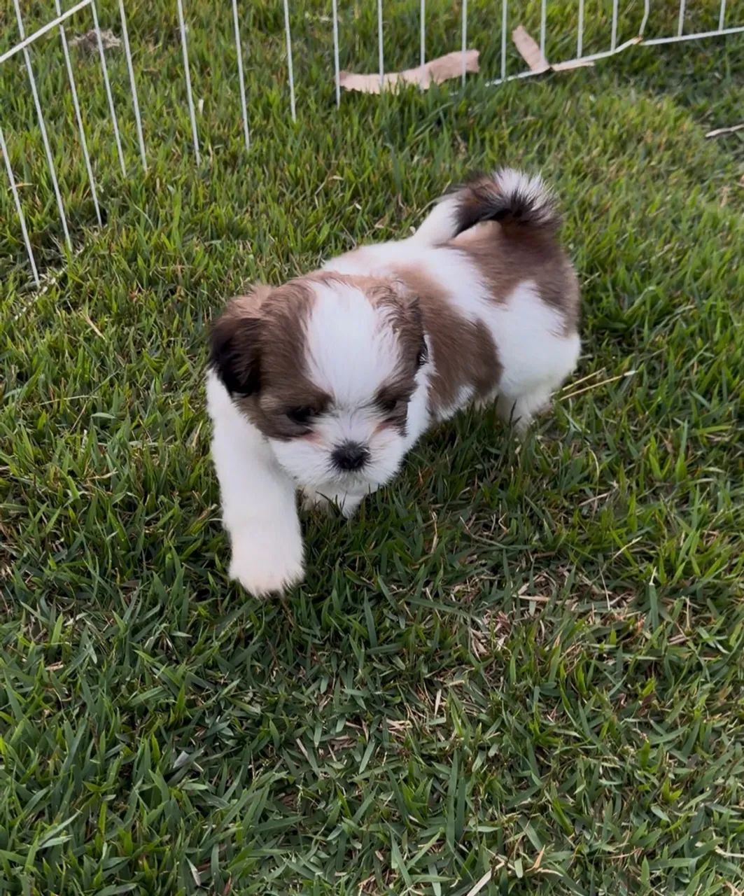 Shih tzu machos 