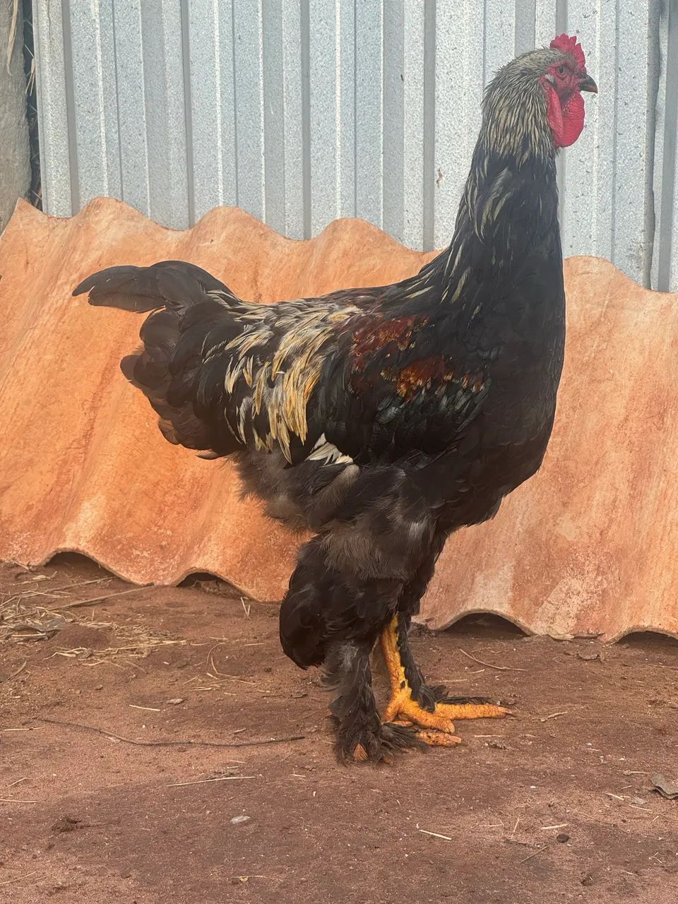 Frangos da raça Brahma Dark  - Foto 2