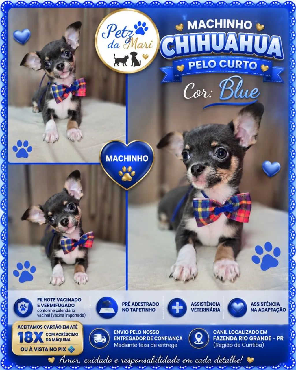 Chihuahua  machinho pelo curto  Blue 