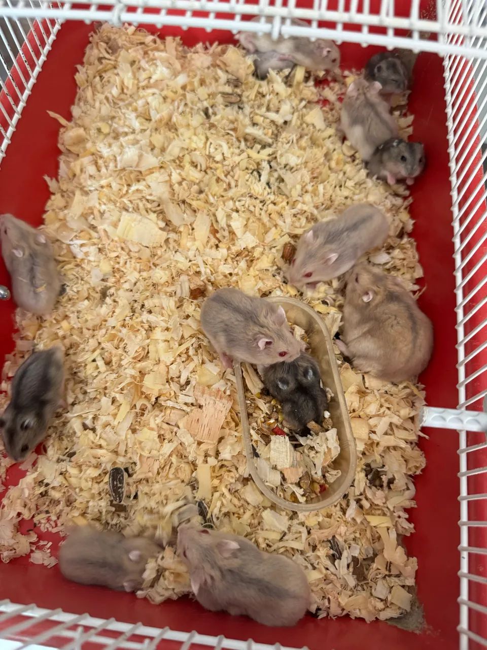 Hamster chinês filhotes  - Foto 2