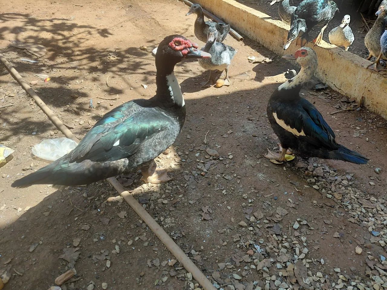 Patos  - Foto 3