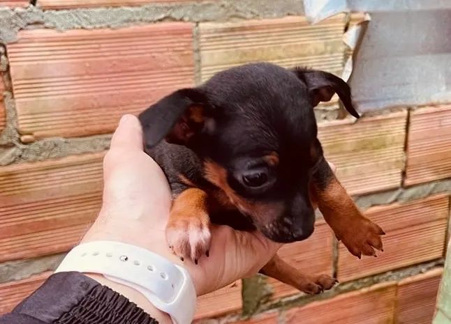 Cachorro Pincher  