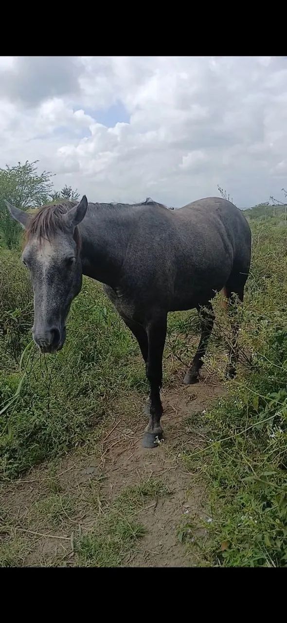 Cavalo QM puro inteiro 