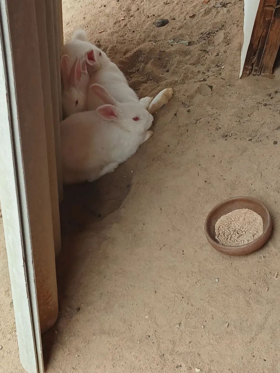 Coelhos ?  - Foto 2