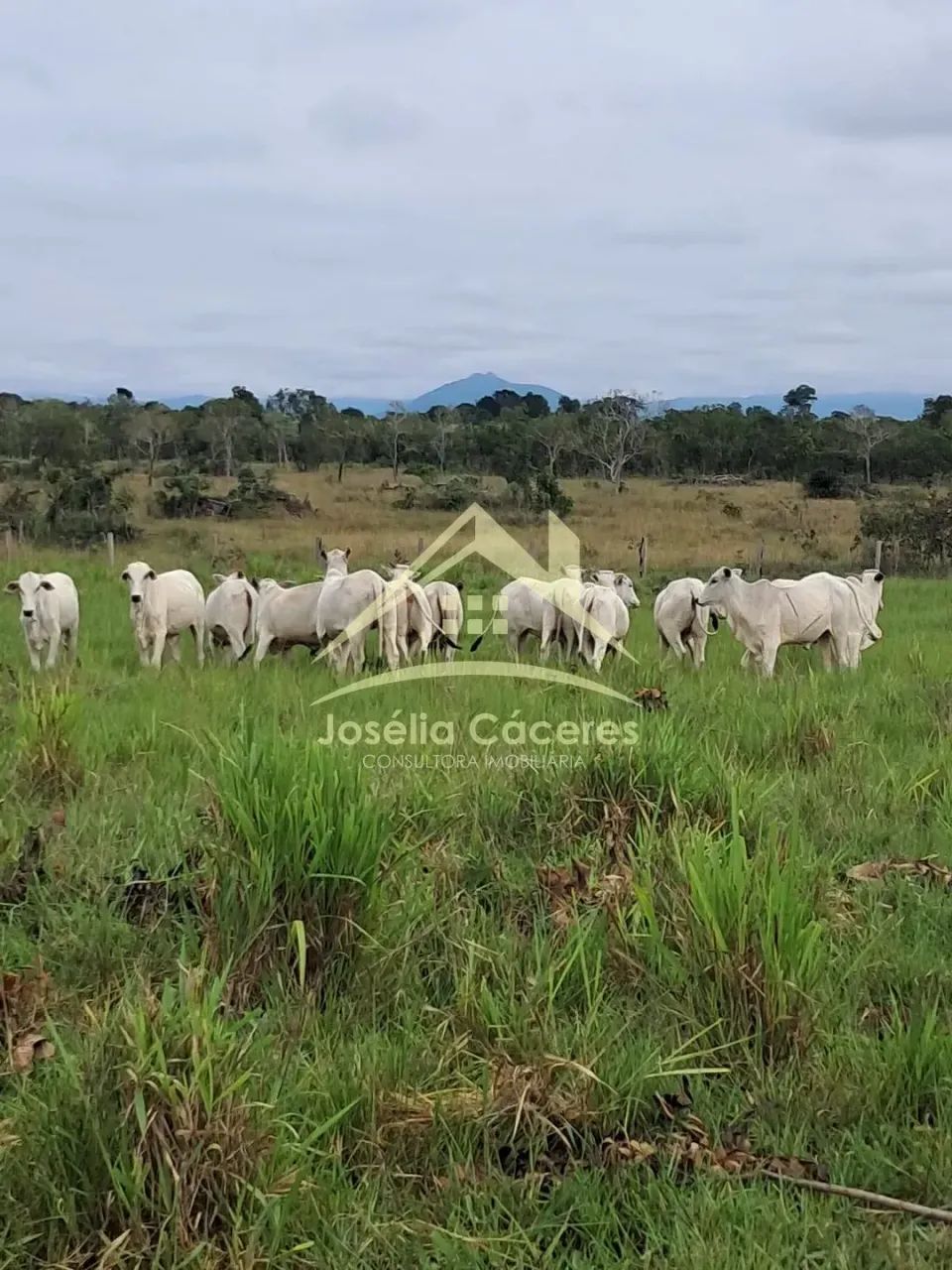 SÍTIO À VENDA  25 HECTARES | A 120 KM DE CUIABÁ/MT