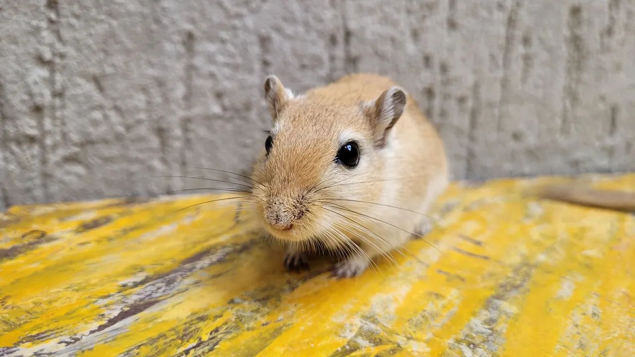 Dupla de Gerbil Macho Mansos