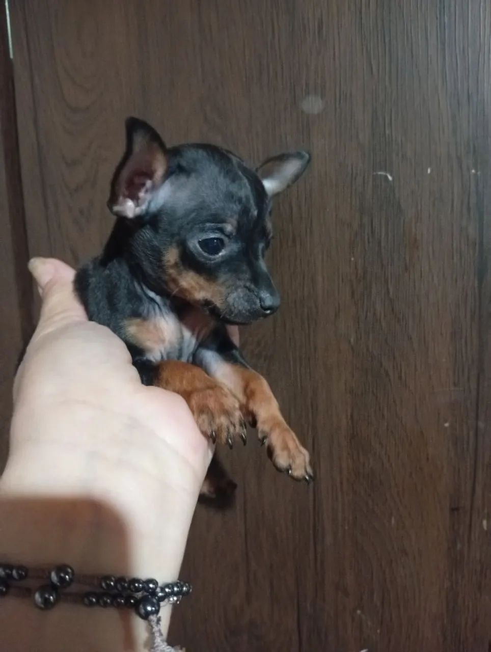 Pincher machinho  - Foto 2