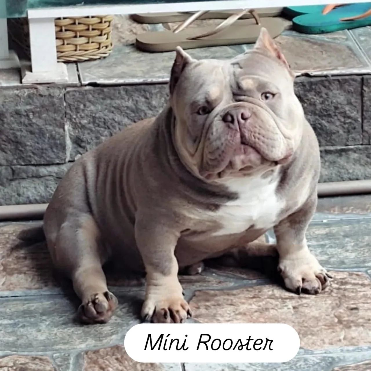 American bully nano - Foto 5