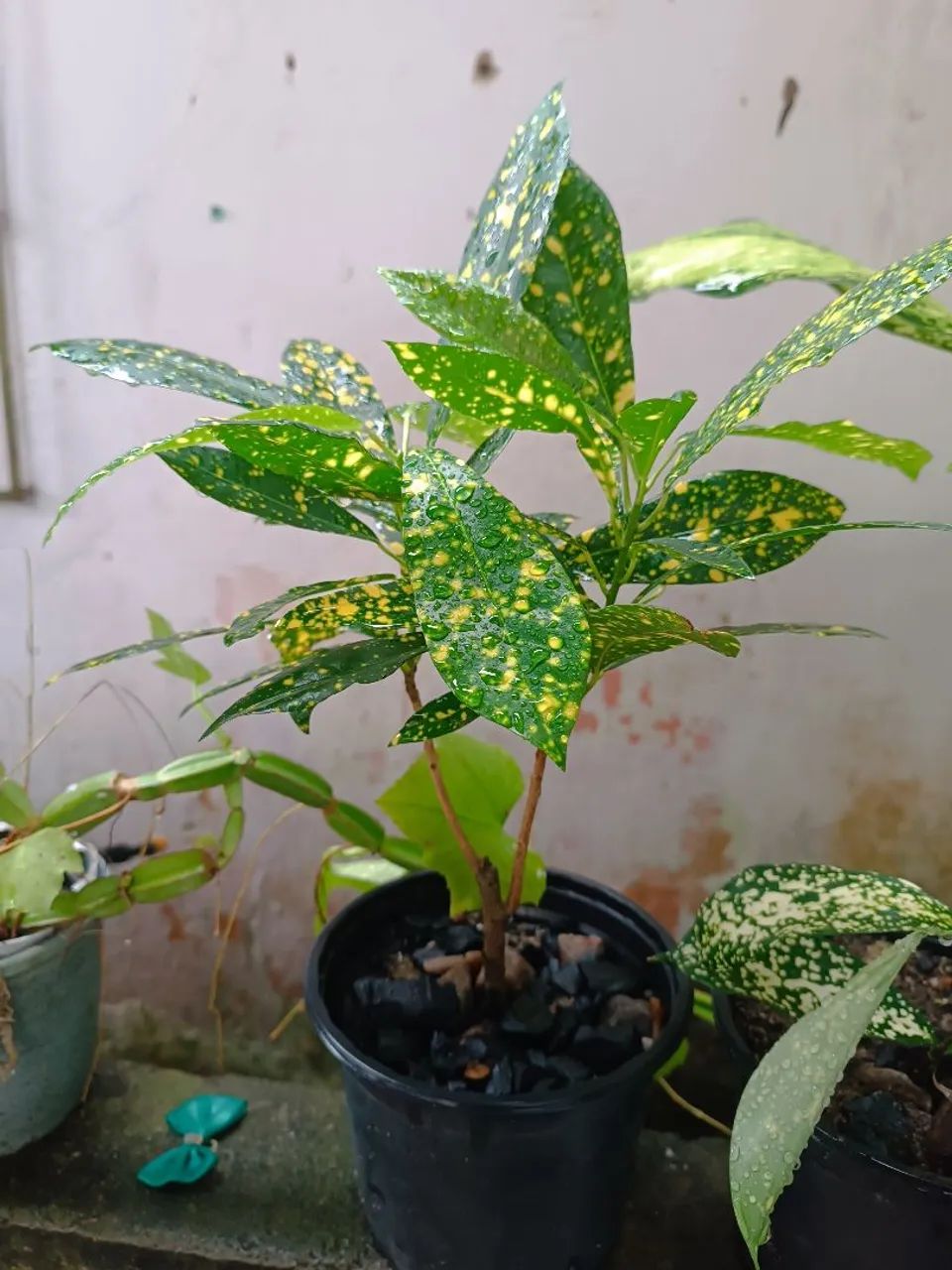 Croton Muda
