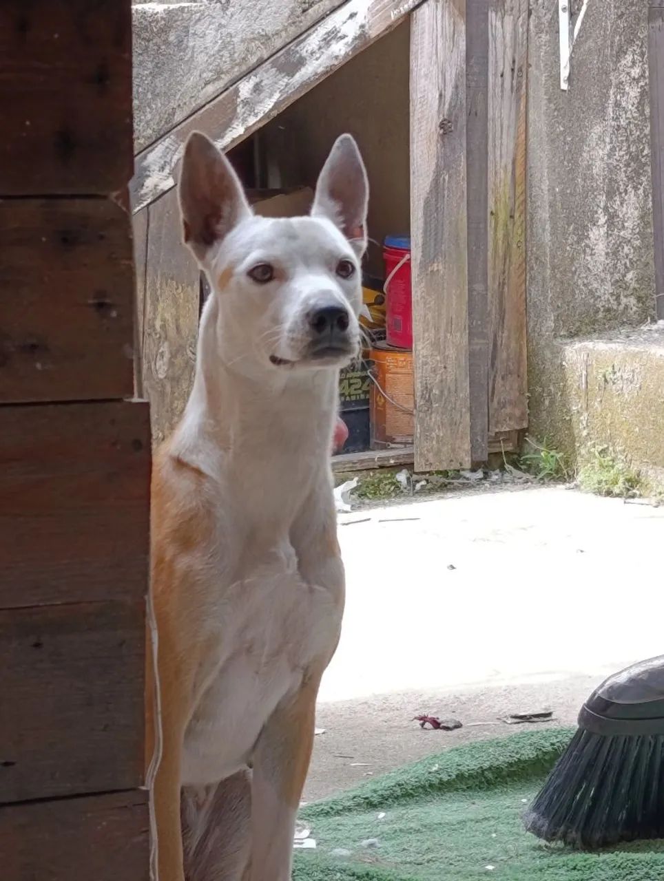 Doação de cachorro  - Foto 2