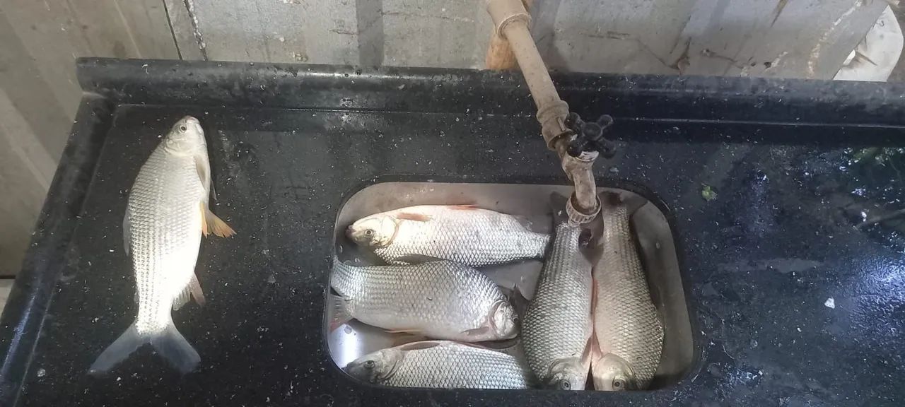 TENEBRIO MOLITOR ALIMENTO PARA REPTES E PEIXES es - Foto 5