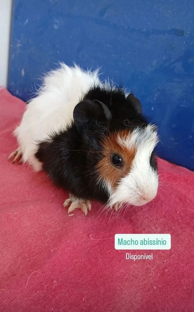 Porquinhos da india - Foto 3