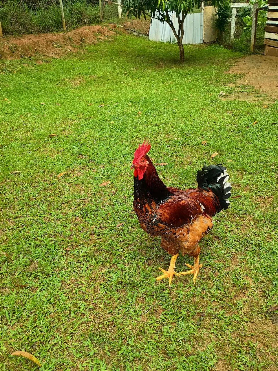 Frango GSB - Foto 2