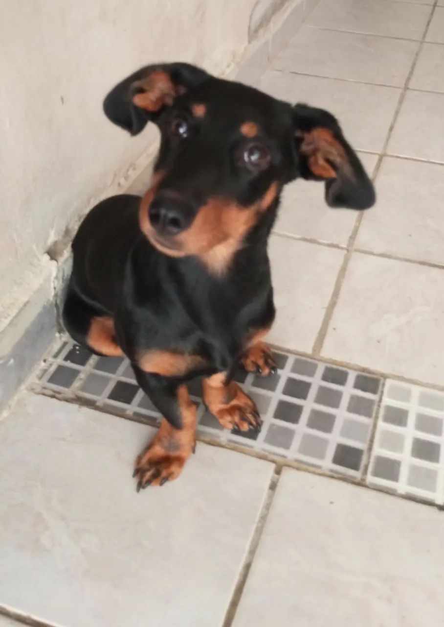 Salsicha  - Foto 2