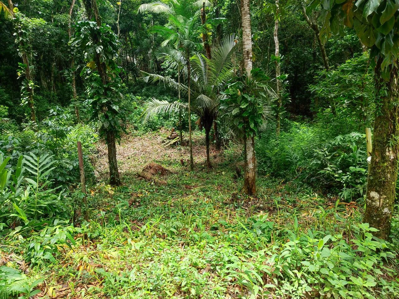 Foto - Ubatuba - Horto Florestal