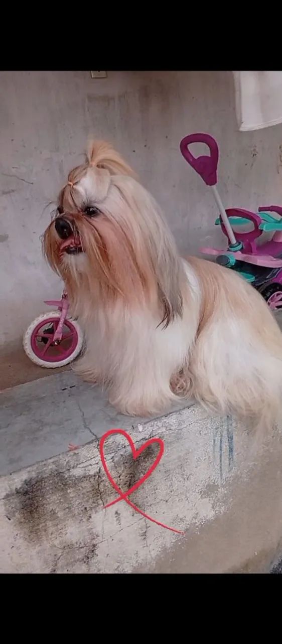 Cachorro  - Foto 3