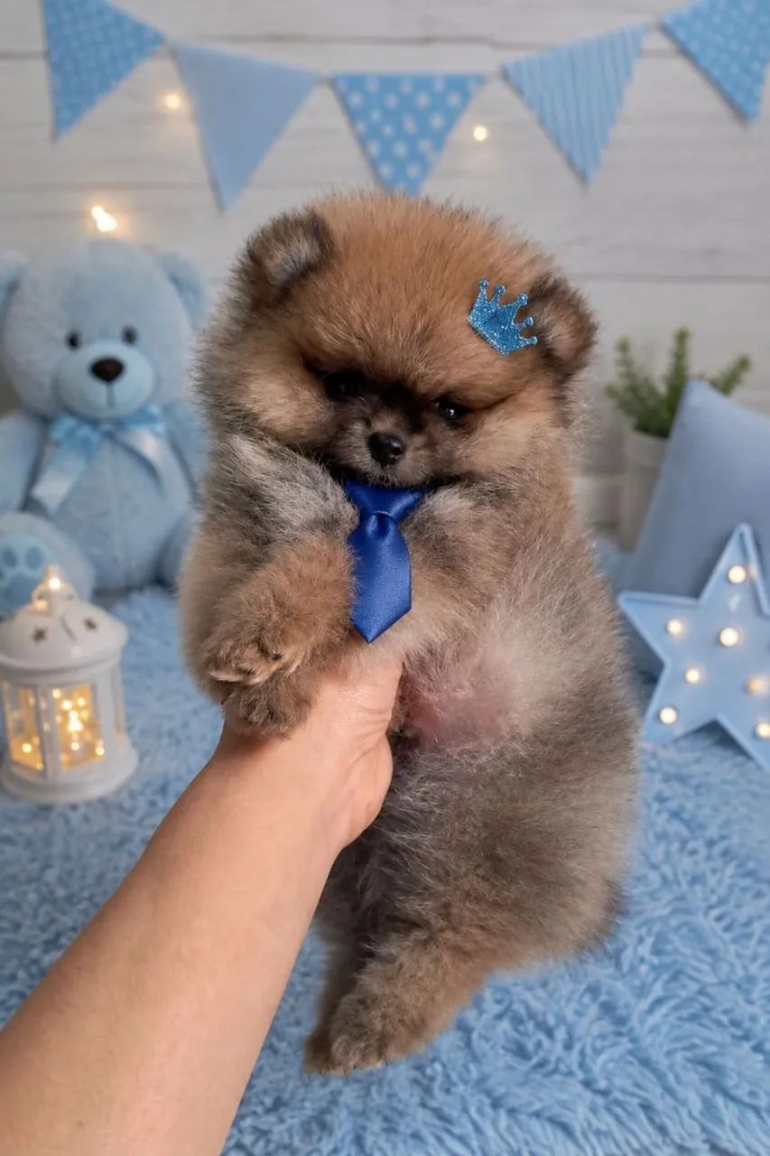 Spitz alemão macho
