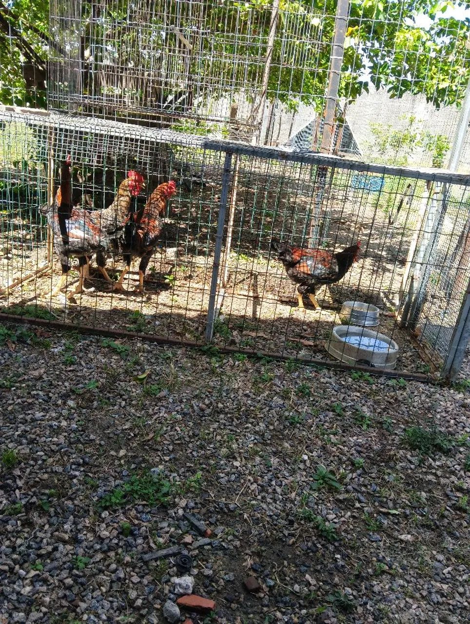 Vendo 4 frangotes indiano tailandês  - Foto 3