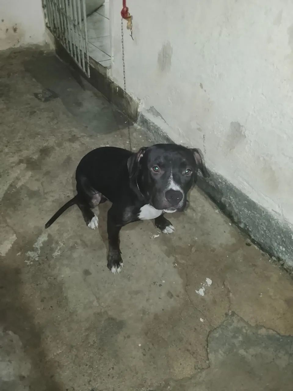 Animal  - Foto 2